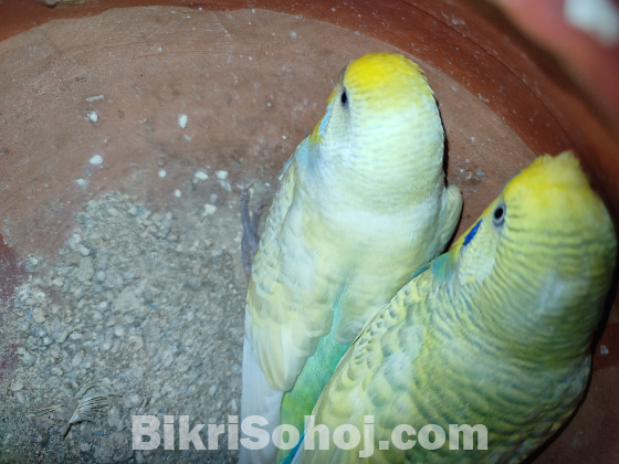 ১ জোড়া এডাল্ট বাজরিগার রানিং পেয়ার
